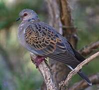 European Turtle Dove