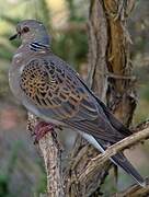 European Turtle Dove