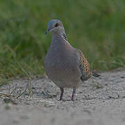 European Turtle Dove