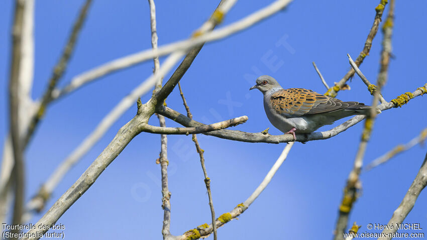 European Turtle Dove male adult