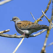 European Turtle Dove