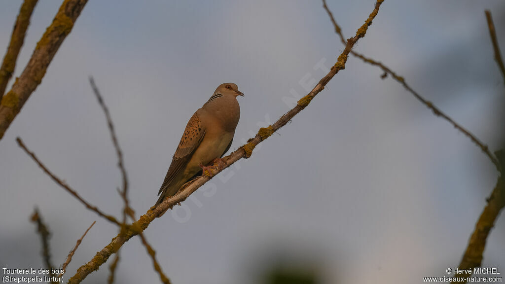 European Turtle Dove