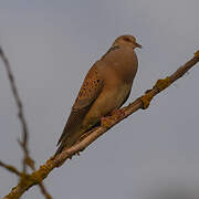 European Turtle Dove