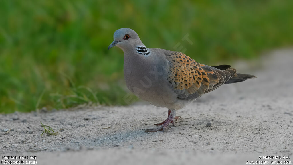 European Turtle Dove