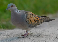 European Turtle Dove