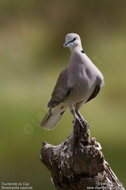 Ring-necked Dove