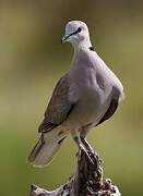 Ring-necked Dove