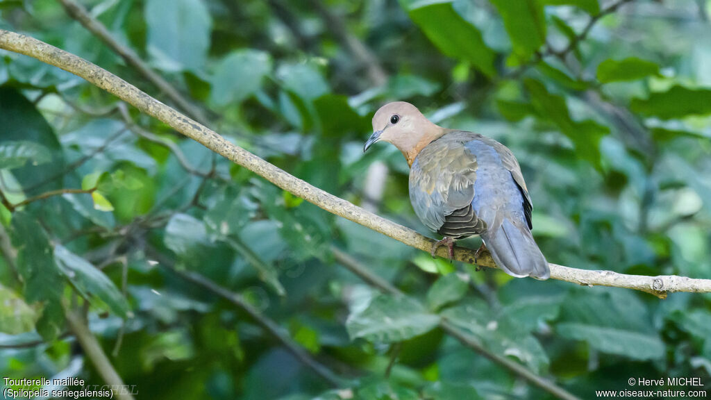 Laughing Dove