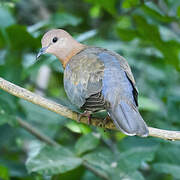 Laughing Dove