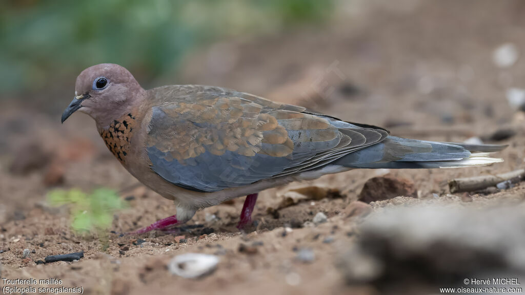 Laughing Dove