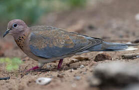 Laughing Dove