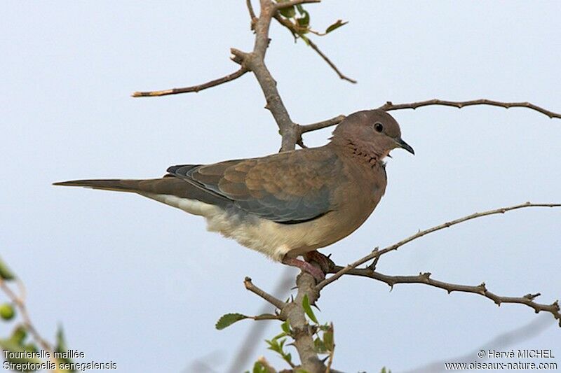 Laughing Doveadult, identification