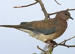 Laughing Dove