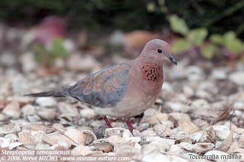 Laughing Dove