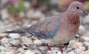 Laughing Dove