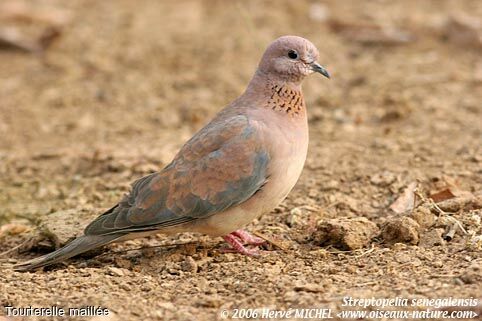 Laughing Dove