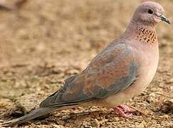 Laughing Dove