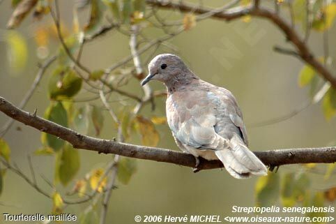 Laughing Dove