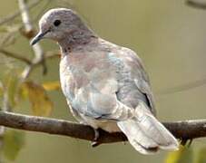 Laughing Dove