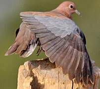 Laughing Dove