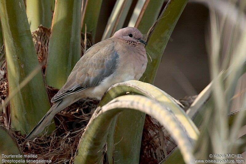 Laughing Doveadult, identification