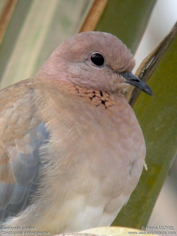 Laughing Doveadult, identification