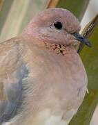 Laughing Dove