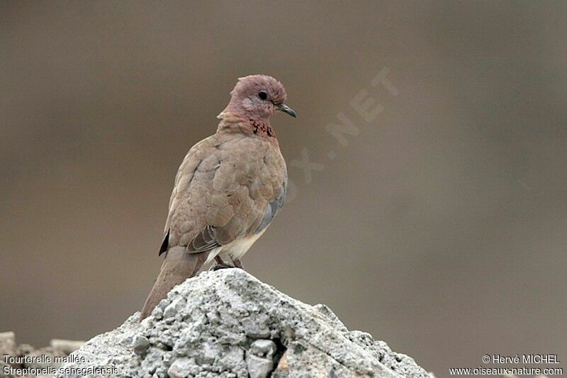 Laughing Doveadult, identification