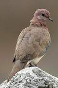 Laughing Dove