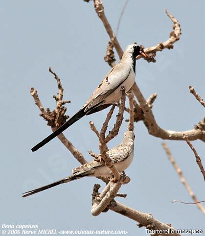 Namaqua Dove