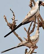 Namaqua Dove