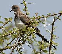 Namaqua Dove