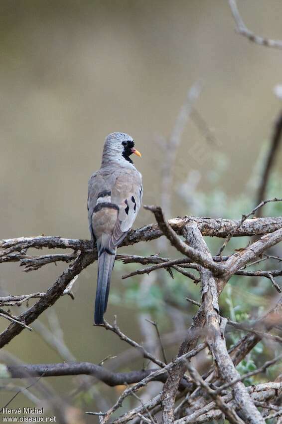 Namaqua Dove male adult, pigmentation