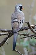 Namaqua Dove