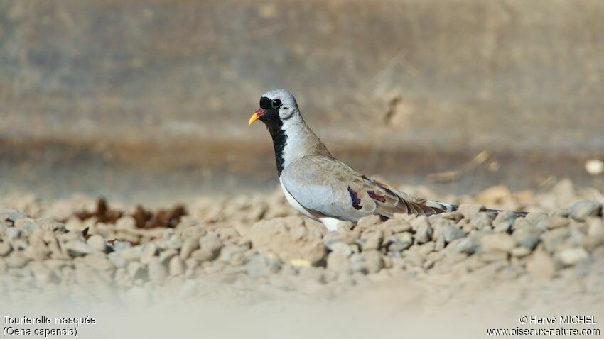 Namaqua Dove male adult breeding