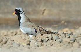 Namaqua Dove