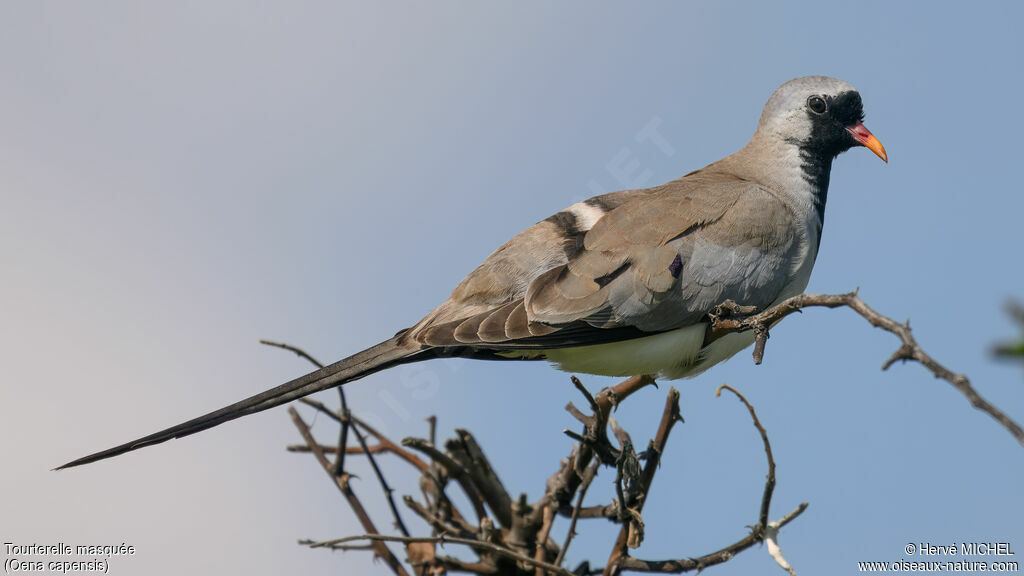 Namaqua Dove