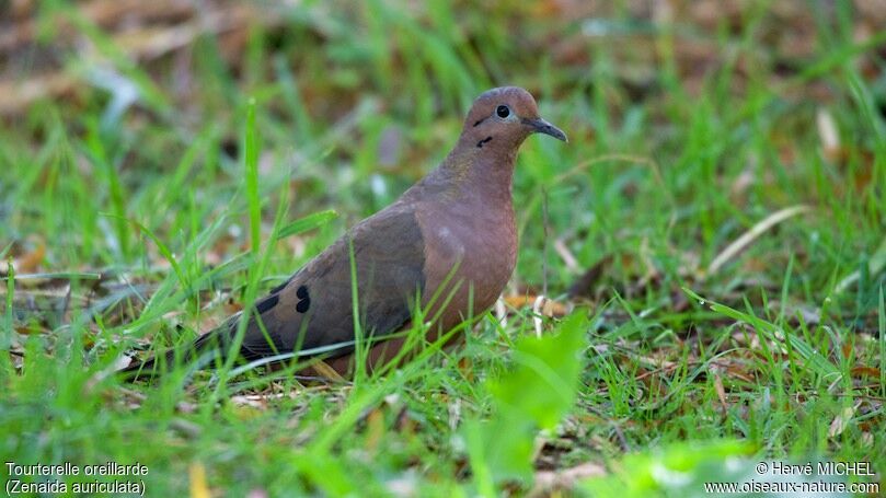 Eared Dove