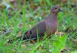 Eared Dove