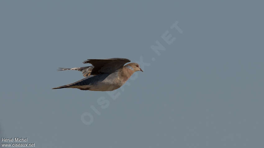 Oriental Turtle Doveadult, Flight