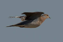 Oriental Turtle Dove