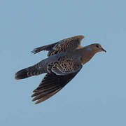 Oriental Turtle Dove