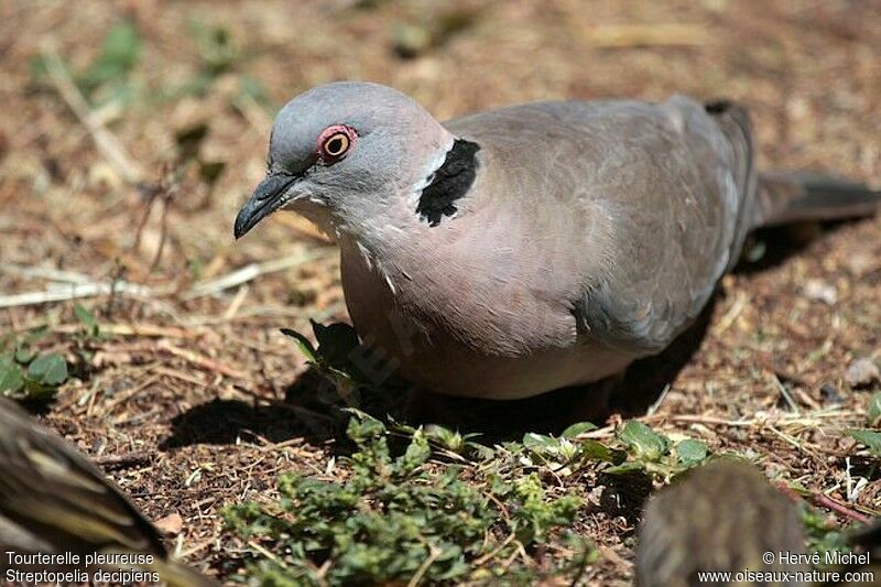 Mourning Collared Doveadult