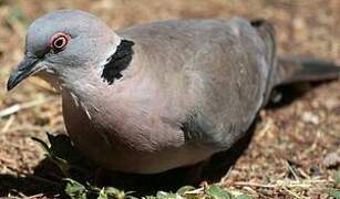 Mourning Collared Dove