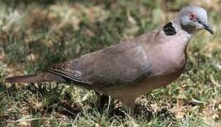 Mourning Collared Dove