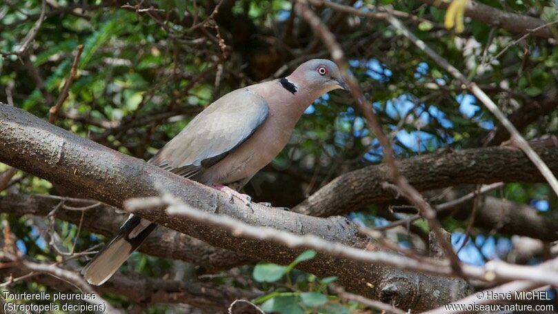 Mourning Collared Dove