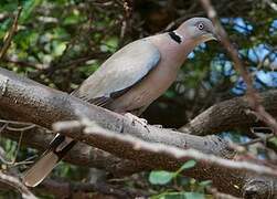 Mourning Collared Dove