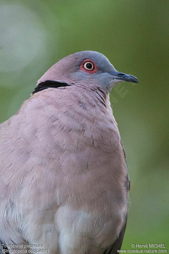 Mourning Collared Dove