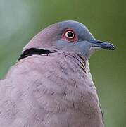 Mourning Collared Dove