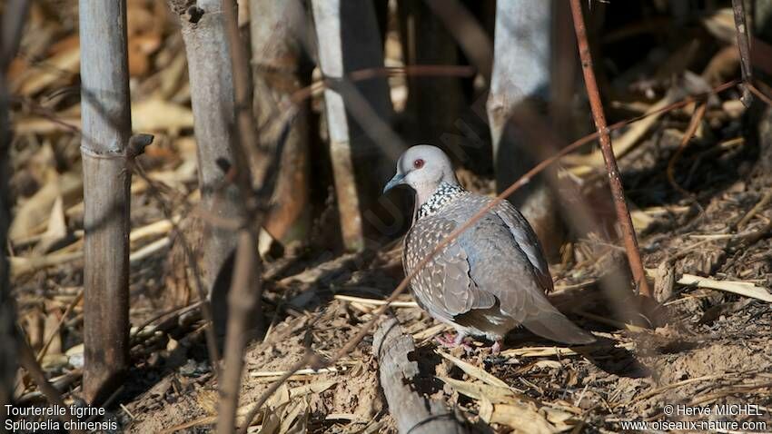 Spotted Dove